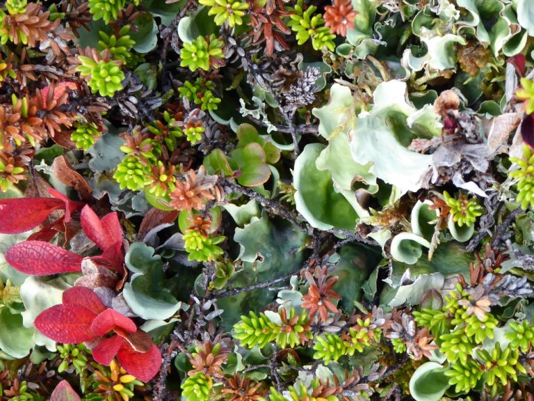 Close-up of tundra plants and lichens at Alta, Norway